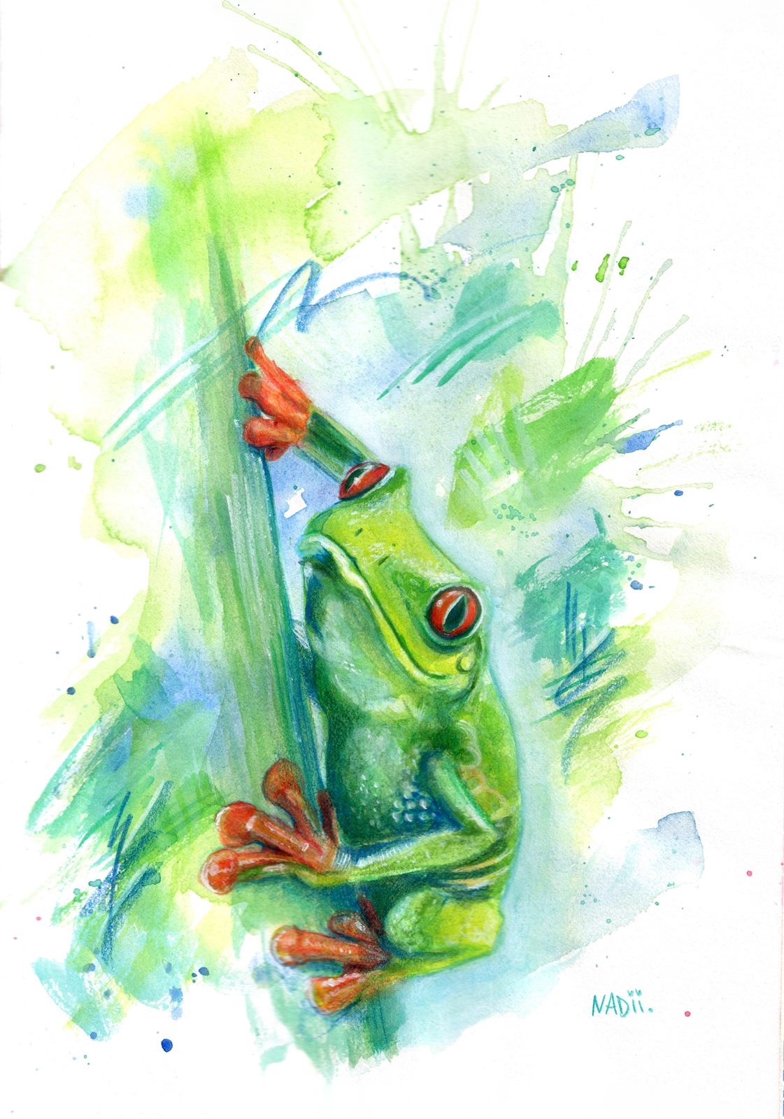 Rotaugenlaubfrosch, Aquarell und Buntstift