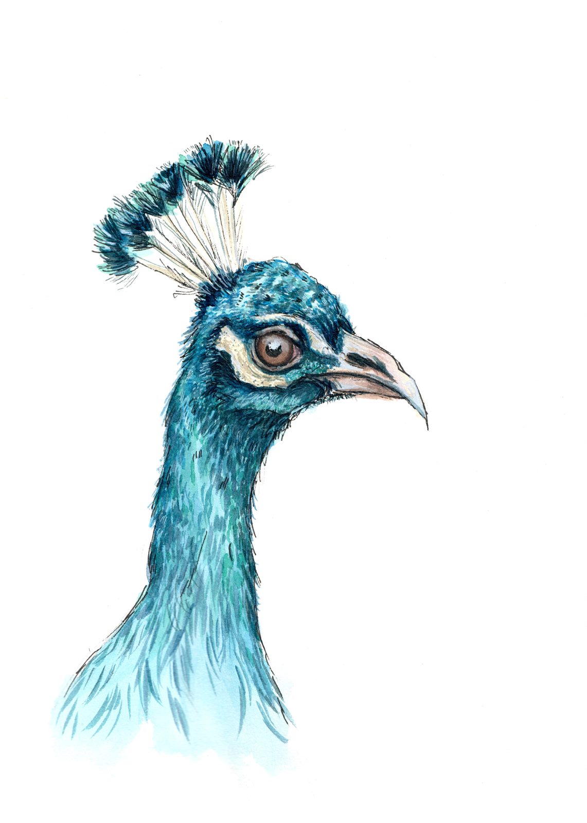 Pfau, Aquarell und Tusche