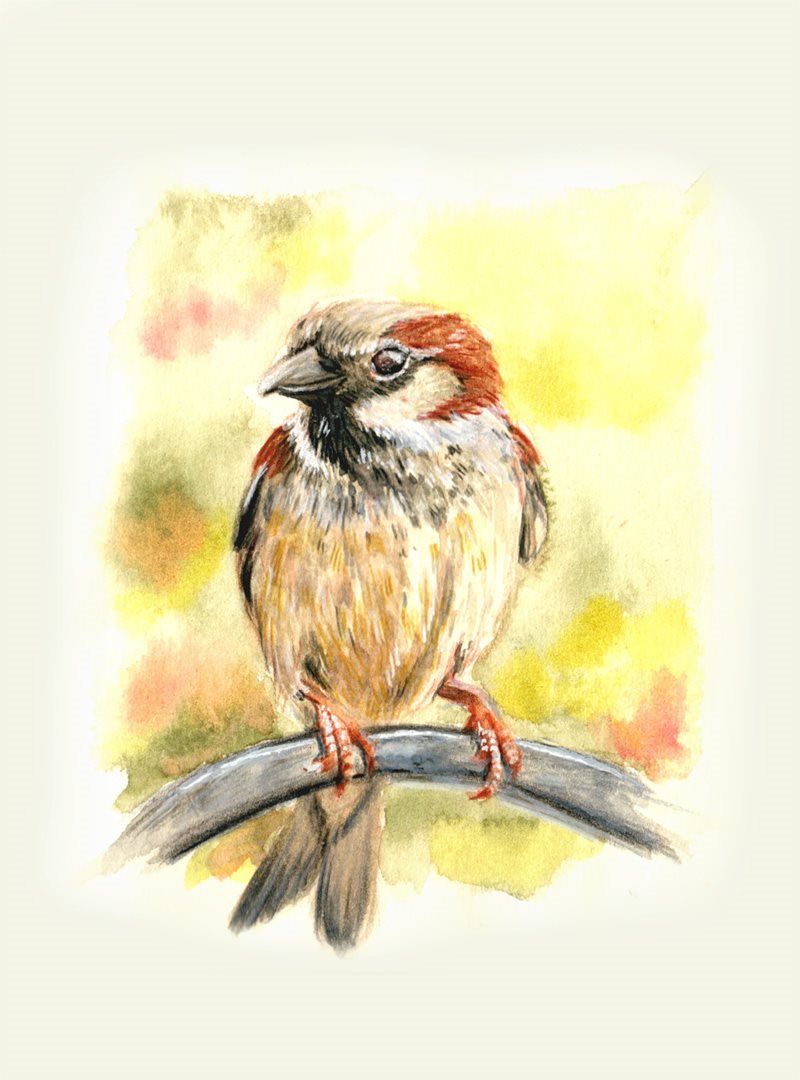 Spatz, Aquarell